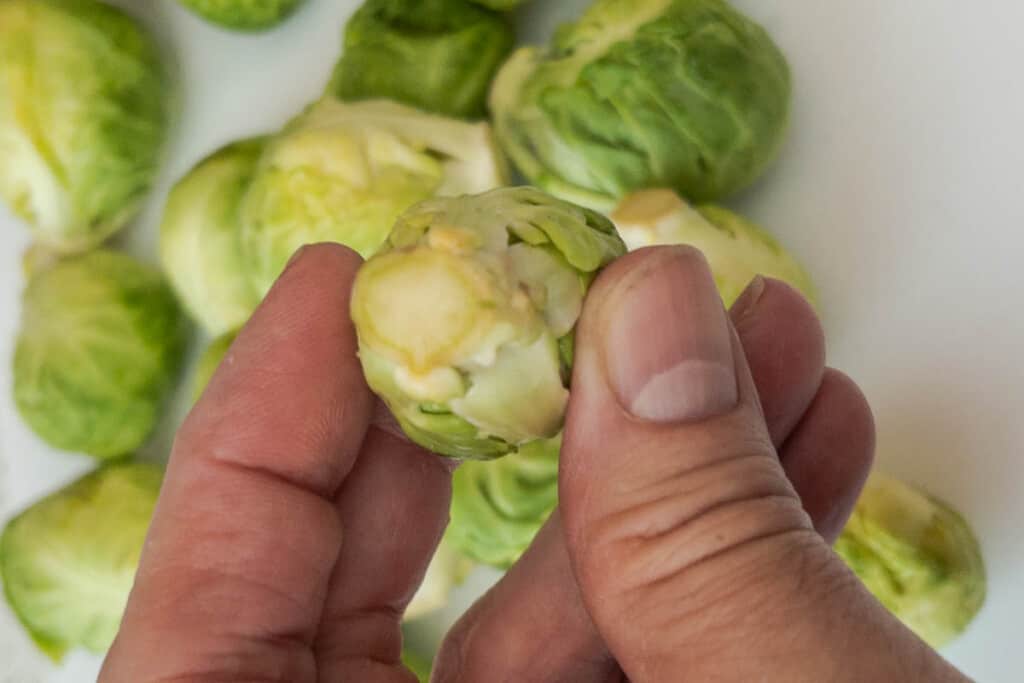 Brussel sprout up close showing stem to trim